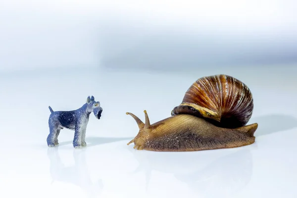 photo showing the friendship between a giant snails and a little dog  in the studio on a white glossy surface and blurred background