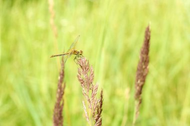Yakın çekim yeşil çim ve güneşin yaz manzara arka plan bulanık çimlerde oturan bir yusufçuk