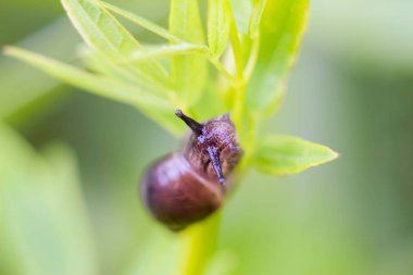 Çiğ bulanık bir arka plan üzerinde yeşil bir yaprak üzerinde oturan bir salyangoz Close-Up damla