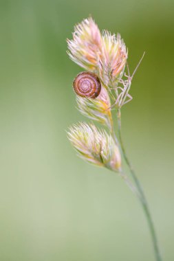 Çiğ bulanık bir arka plan üzerinde yeşil bir yaprak üzerinde oturan bir salyangoz Close-Up damla