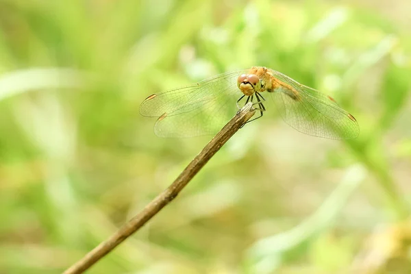 Close Dragonfly Sitting Grass Blurred Background Summer Landscape Green Grass — Stock Photo, Image