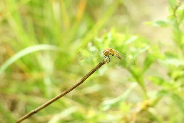 Close Van Een Libel Zittend Het Gras Een Onscherpe Achtergrond — Stockfoto