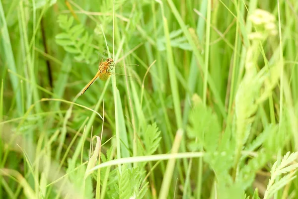 Vreedzame Zomer Landschap Van Het Veld Met Groen Gras Dragonfly — Stockfoto