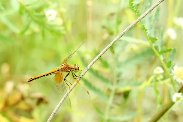 Close Dragonfly Sitting Grass Blurred Background Summer Landscape Green Grass — Stock Photo, Image