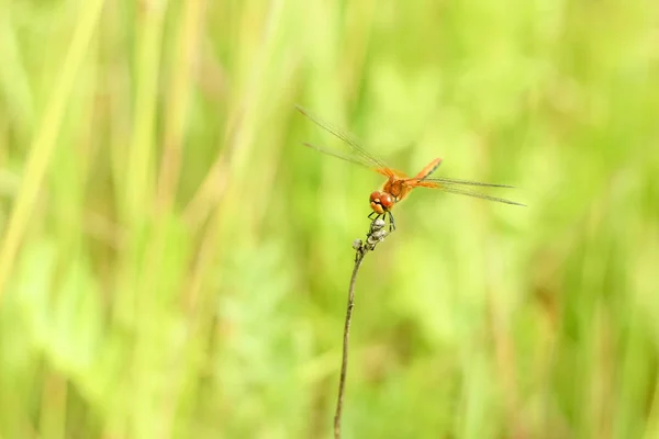 Close Dragonfly Sitting Grass Blurred Background Summer Landscape Green Grass — Stock Photo, Image