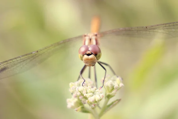 Gros Plan Une Libellule Assise Sur Herbe Sur Fond Flou — Photo