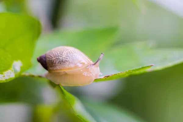 Close Caracol Sentado Uma Folha Verde Gotas Orvalho Manhã Fundo — Fotografia de Stock