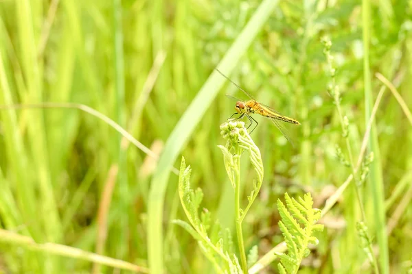 Close Dragonfly Sitting Grass Blurred Background Summer Landscape Green Grass — Stock Photo, Image