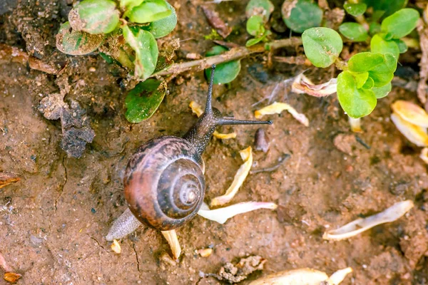 Ormanda Yere Şube Çim Arka Planda Tarama Doğal Natürmort Salyangoz — Stok fotoğraf