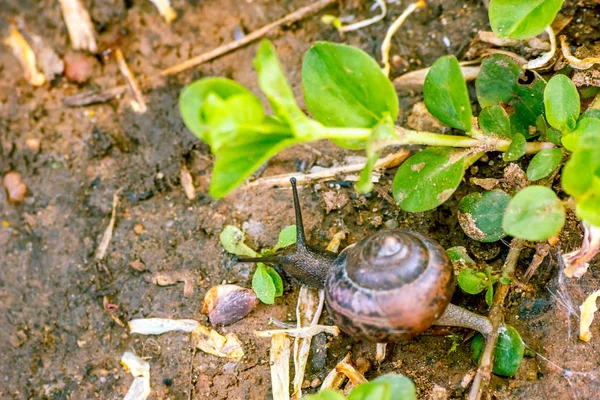 Photo Natural Still Life Snail Close Crawling Forest Ground Branches — Stock Photo, Image
