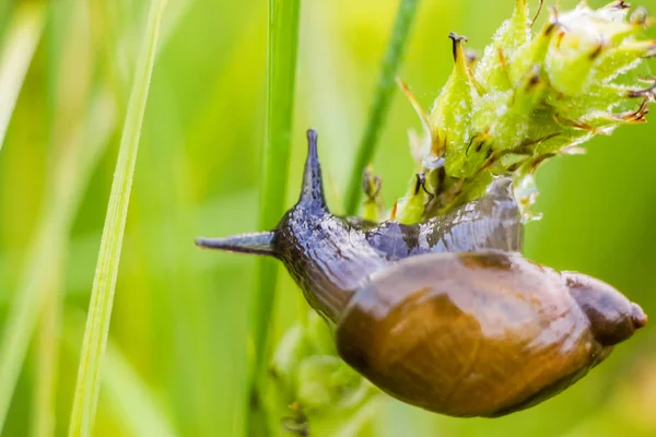 Close Snail Sitting Green Leaf Drops Morning Dew Blurred Background — Stock Photo, Image