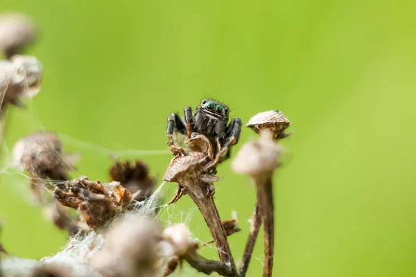 Kleine Spin Close Verbergen Een Droge Tak Wazig Groen Gele — Stockfoto