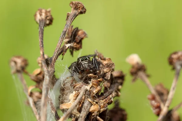 Kleine Spinne Großaufnahme Versteckt Auf Einem Trockenen Ast Verschwommener Grüngelber — Stockfoto