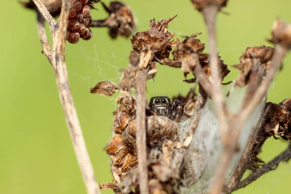 Kleine Spinne Großaufnahme Versteckt Auf Einem Trockenen Ast Verschwommener Grüngelber — Stockfoto