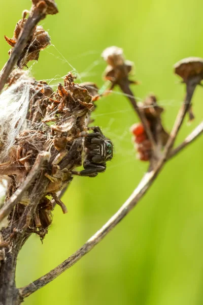 Liten Spindel Närbild Gömmer Sig Torr Gren Suddig Grön Gul — Stockfoto