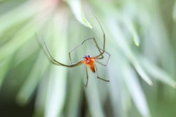 Spider Closeup Hanging Air Spider Web Blurred Background Copyspace — Stock Photo, Image