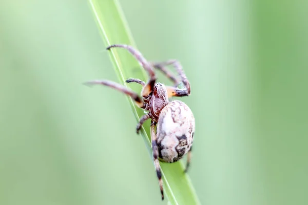 Spider Close Zittend Groen Gras Wazig Achtergrond Met Copyspace — Stockfoto