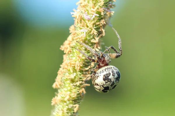 緑の草の上に座ってクモ クローズ アップ Copyspace と背景がぼやけてください — ストック写真