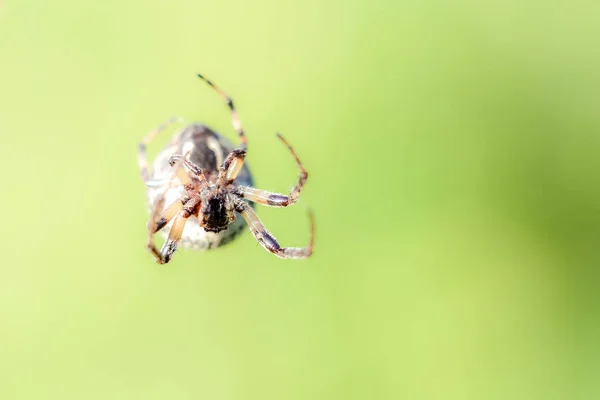 Spider Closeup Hanging Air Spider Web Blurred Background Copyspace — Stock Photo, Image