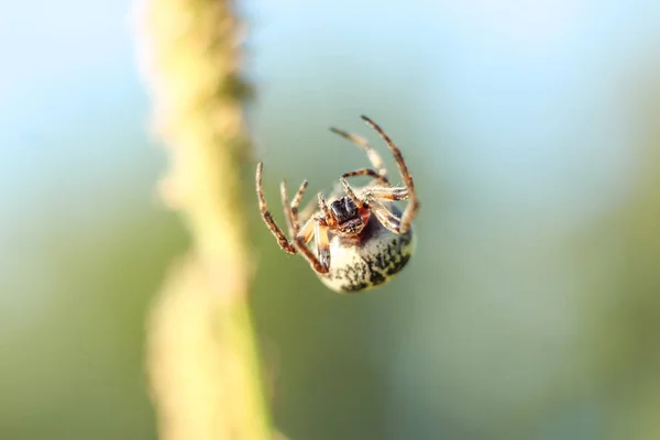 Spindel Närbild Hängande Luften Spindelnät Suddig Bakgrund Med Copyspace — Stockfoto