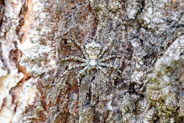 Une Araignée Masquée Gros Plan Cache Comme Espion Sur Écorce — Photo