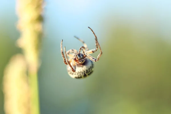 Close Van Spin Opknoping Lucht Spinnenweb Onscherpe Achtergrond Met Copyspace — Stockfoto