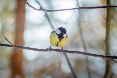 Aç yabani kuş baştankara bahar ormandaki bir ağaç üzerinde. Kopya alanı, bulanıklık ve yumuşak odak.