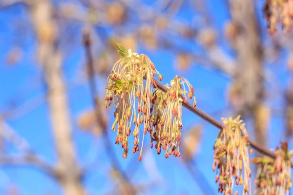 Крупным Планом Фотография Весны Молодых Свежих Листьев Ветвях Деревьев Бутонами — стоковое фото