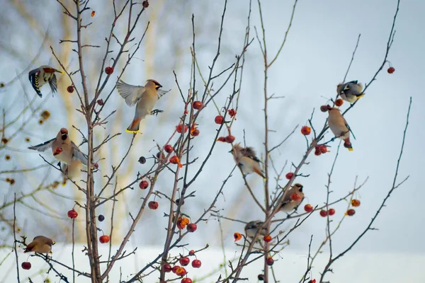 Hungriger Wildvogel Wächst Auf Einem Baum Frühlingswald — Stockfoto