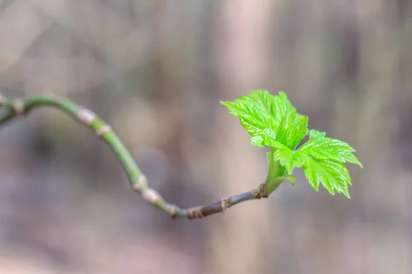 Close Photo Spring Young Fresh Leaves Tree Branches Buds Soft — Stock Photo, Image