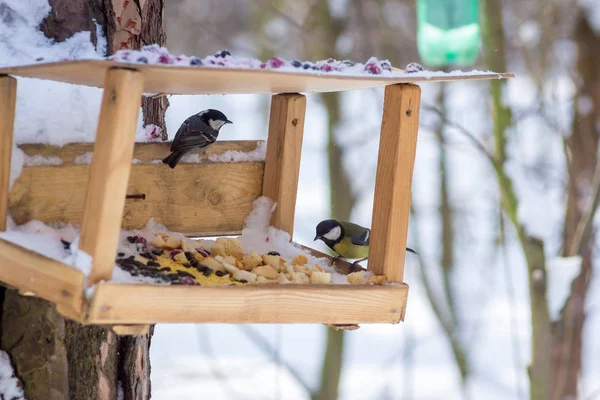 Hungrige Wildvogelmeise Auf Einem Baum Frühlingswald — Stockfoto
