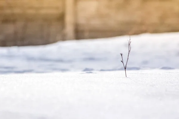 Vacker Bakgrund Snowy Hill Vårsolen Strålar Med Variabelt Fokus Och — Stockfoto