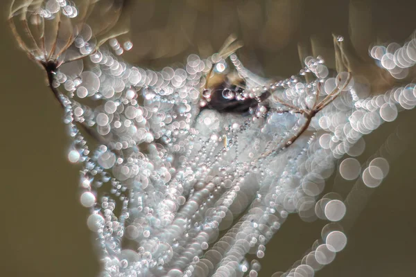 Close Gotas Abstratas Uma Teia Aranha Com Foco Variável Fundo — Fotografia de Stock