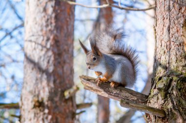 Bahar ormanda oturan aç ve komik bir vahşi sincap