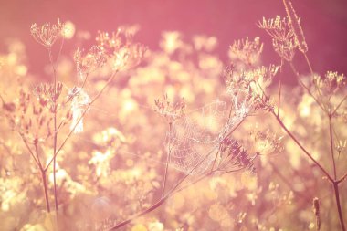 Bir renk tonu arka plan ve seçici odak ile yağmur sonra güneş parlamayı şafakta alanının huzurlu bahar puslu manzara. Pembe, yumuşak odak ve bulanıklık arka planda tonda.
