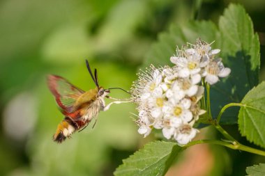 Yakın çekim bir hornworm güve-hawk uçuş beyaz çiçek nektarı için yaz günü yeşil ile seyir üzerinde bulanıklık arka plan ve yumuşak odak. Makro fotoğrafçılık böceklerin doğal ortamlarında kavramı. Kopya alanı.