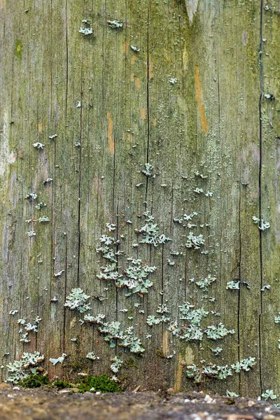 Närbild Naturliga Stilleben Skogen Våren Med Olika Typer Mossa Växter — Stockfoto