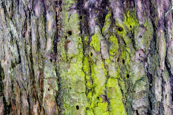 Närbild Pine Bark Skogen Våren Med Olika Typer Mossa Ytan — Stockfoto