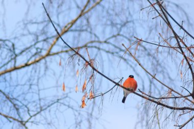Aç yabani kuş bullfinchr bahar ormandaki bir ağaç üzerinde