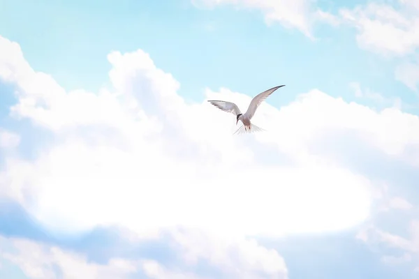 Hungry Tern Flight Spread Wings Cloudy Sky Thunderstorm Concept Peace — Stock Photo, Image