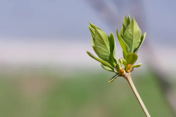 Närbild Våren Unga Färska Blad Träd Grenar Med Knoppar Mjukt — Stockfoto