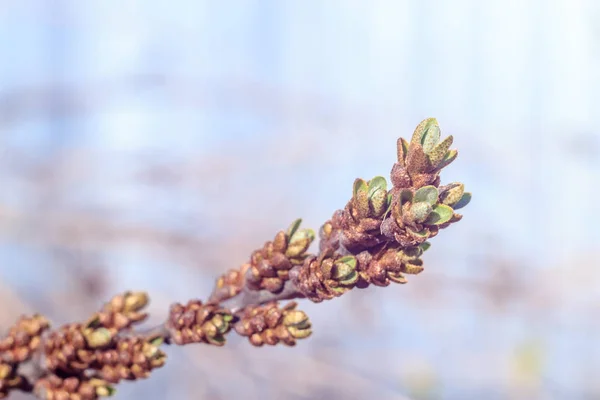 Close Photo Spring Young Fresh Leaves Tree Branches Buds Soft — Stock Photo, Image