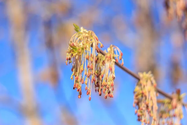 Nahaufnahme Von Frühlingsfrischen Blättern Auf Ästen Mit Knospen Weichem Fokus — Stockfoto