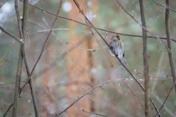 Hungriger Wildvogel Rotkehlchen auf einem Baum im Frühlingswald — Stockfoto