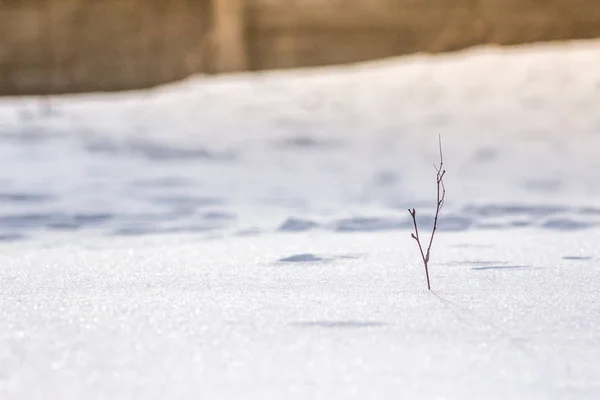 Vacker Bakgrund Snowy Hill Vårsolen Strålar Med Variabelt Fokus Och — Stockfoto