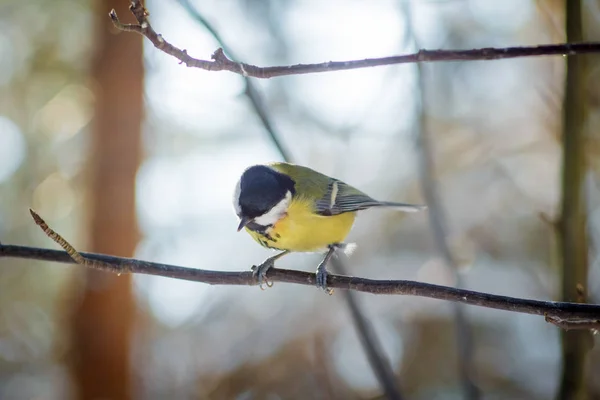 Hungrige Wildvogelmeise auf einem Baum im Frühlingswald — Stockfoto