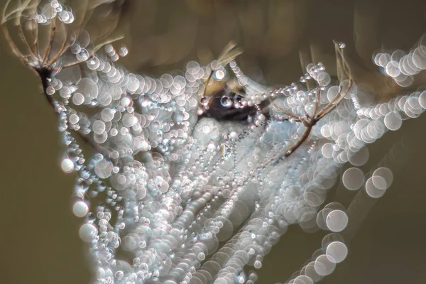抽象のクローズ アップは 可変フォーカスと昇る太陽の光線で背景をぼかした写真のクモの巣の削除されます ぼかしとソフト フォーカス — ストック写真