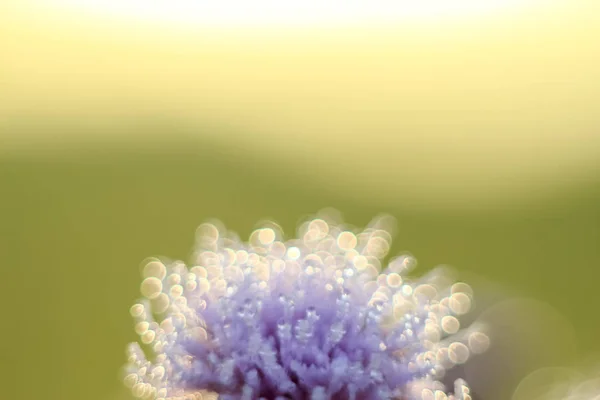 Gros Plan Gouttes Abstraites Floues Sur Une Seule Fleur Sèche — Photo