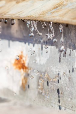 Yakın çekim bahar güneş ışığı gün büyük makro artış Caddesi üzerinde bırakır. Yumuşak ve seçici odak.