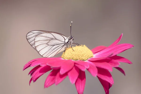 Foto Cerca Una Mariposa Blanca Sobre Una Flor Roja Día —  Fotos de Stock